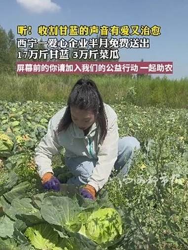 听!收割甘蓝的声音有爱又治愈 西宁一爱心企业半月免费送出 17万斤甘蓝 3万斤菜瓜 欢迎屏