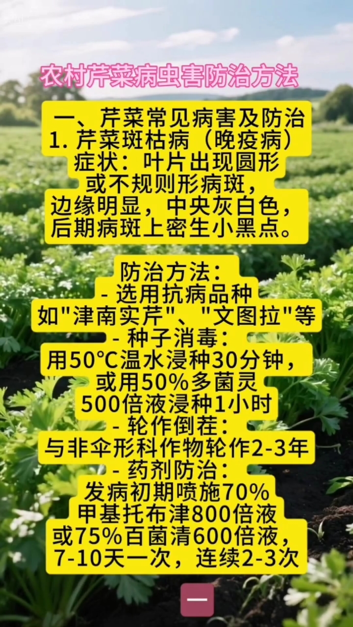 农村芹菜病虫害防治方法