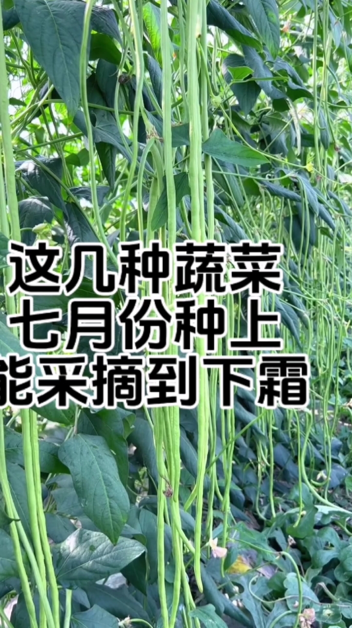这几种蔬菜七月种植