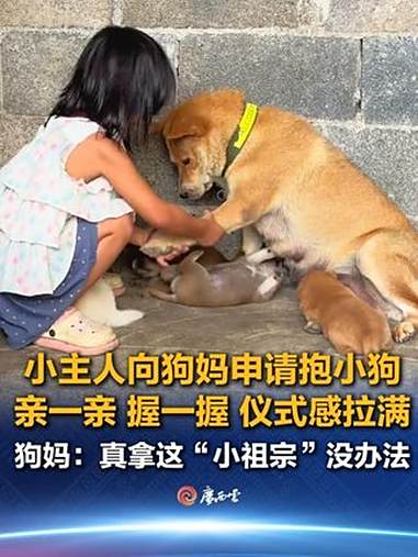 8月19日,广西。小主人想抱小狗玩,先亲了亲狗妈妈,又和狗妈妈握了握手,这套“申请抱狗”的
