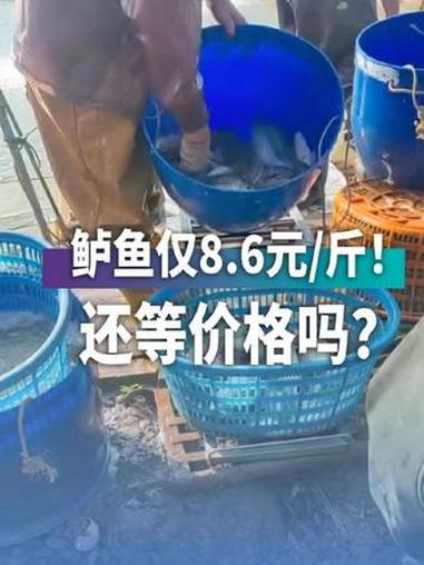 广东加州鲈鱼塘头价仅8.6元/斤!还要存塘等价格吗?加州鲈 水产人的辛酸 @渔民乐水产动保