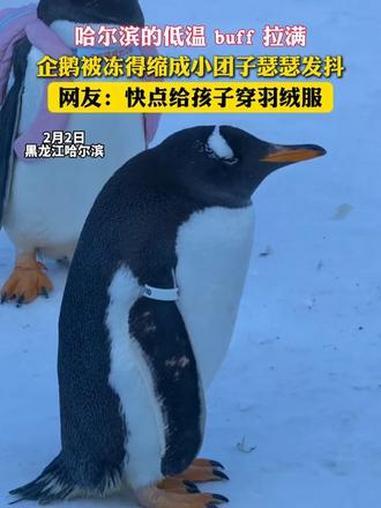 哈尔滨的低温 buff 拉满,企鹅被冻得缩成小团子瑟瑟发抖,网友:快点给孩子穿羽绒服
