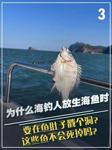 为什么海钓人放生海鱼时,要在鱼肚子戳个洞?这些鱼不会死掉吗?