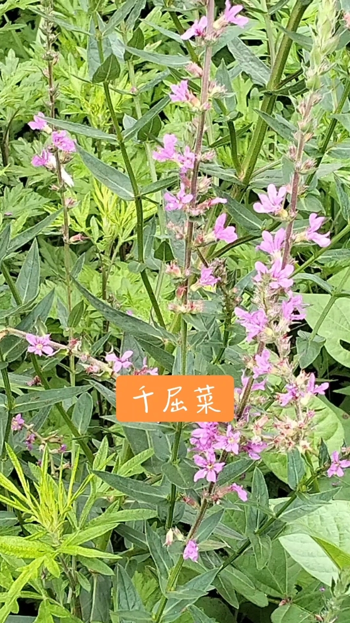 千屈菜也叫对叶莲、蜈蚣草,常见的野菜也是一种中药材,药食两用