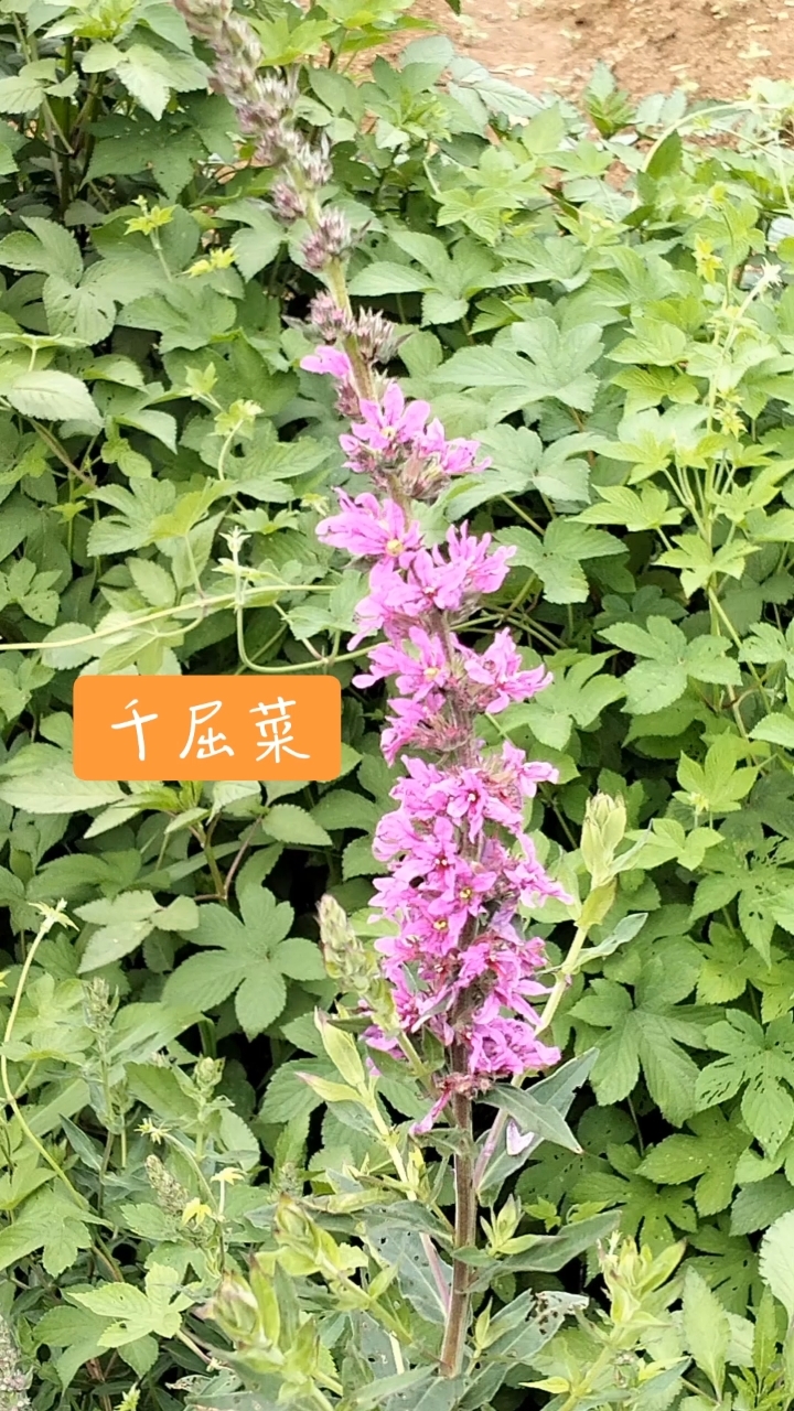 千屈菜,药用、食用、观赏,全株可入药