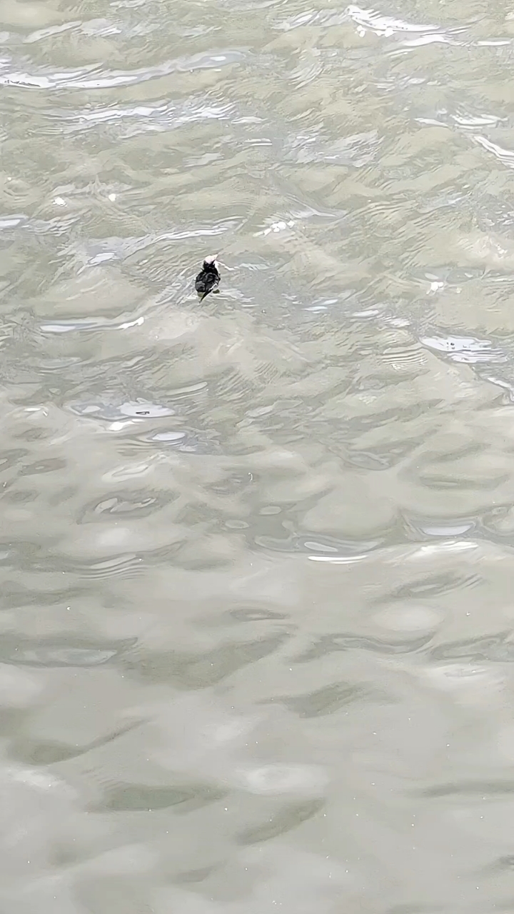 黑水鸡水陆空三栖,国家二级保护动物,这只幼鸟好像找不到妈妈了