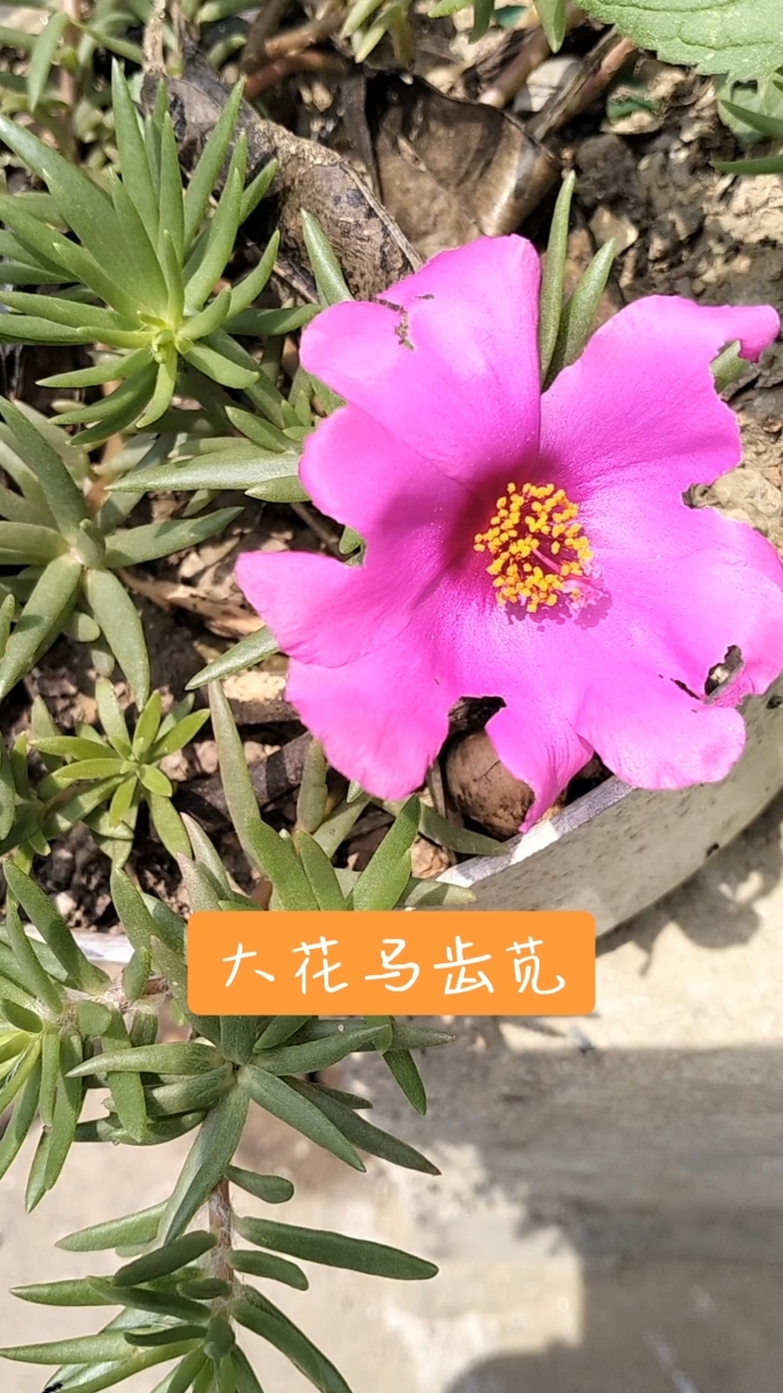 大花马齿苋又叫太阳花,向阳而生幸福幸运,沉默的爱