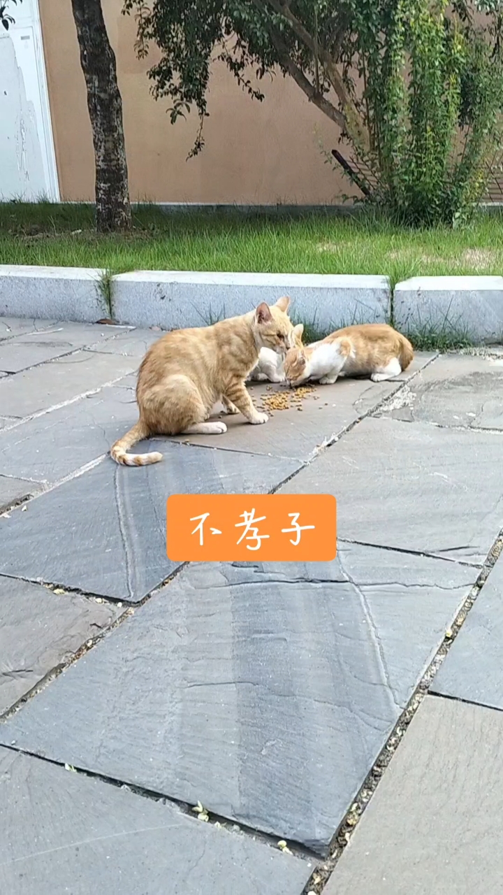 橘猫妈妈五个孩子走了两个,辛苦带大三个,没想到还有一个不孝子