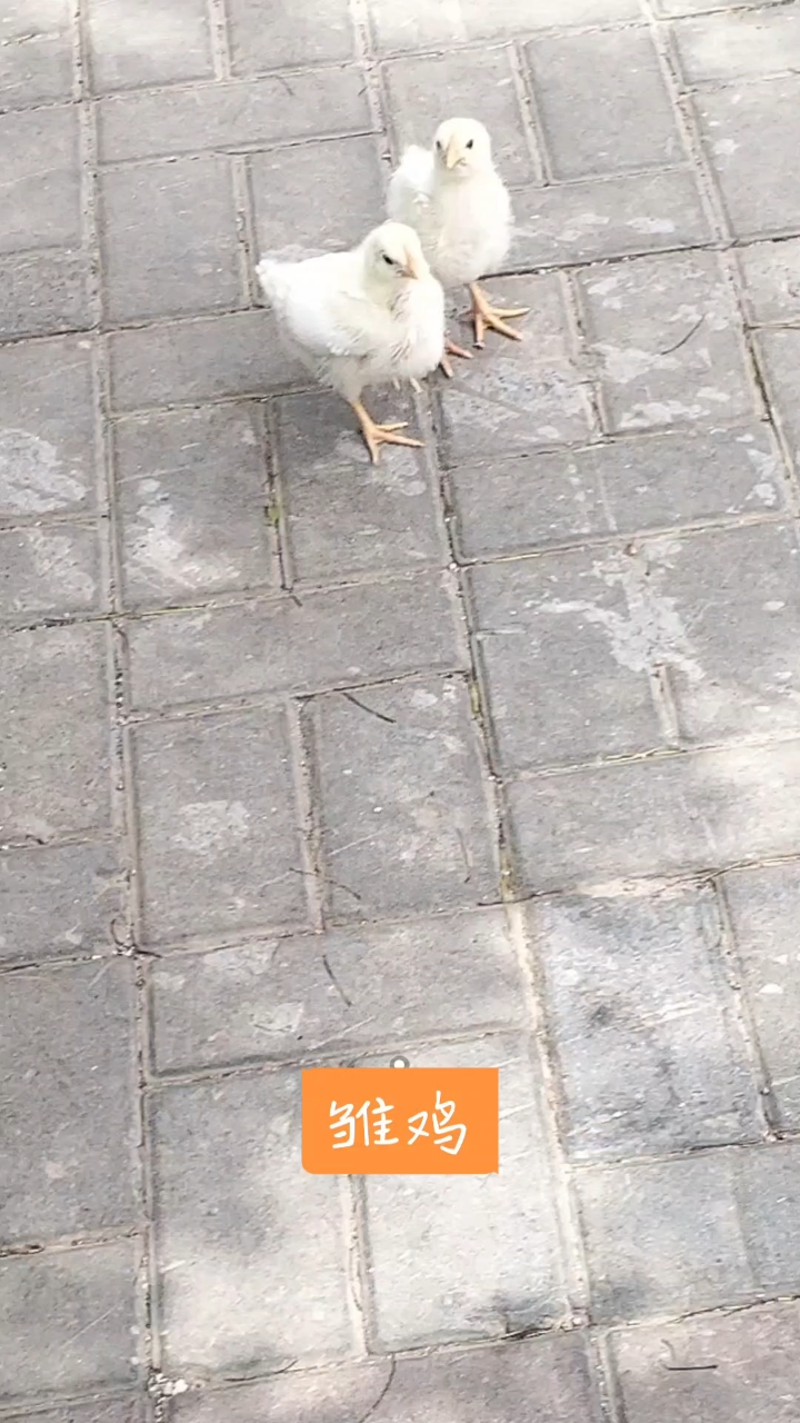 可爱的小鸡仔