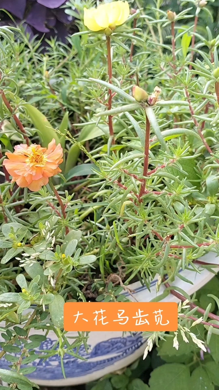 重瓣大花马齿苋,更加美颜