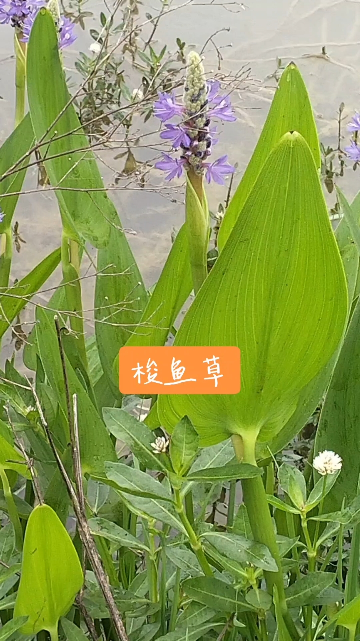 梭鱼草,引进物种,繁殖快有可能成为入侵物种