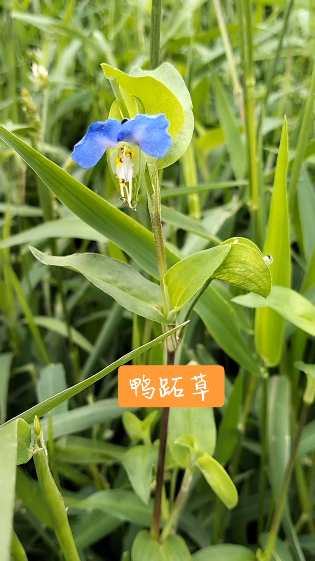 鸭跖草也叫竹叶菜、兰花草,农田杂草,但能药食两用,别名痰火草