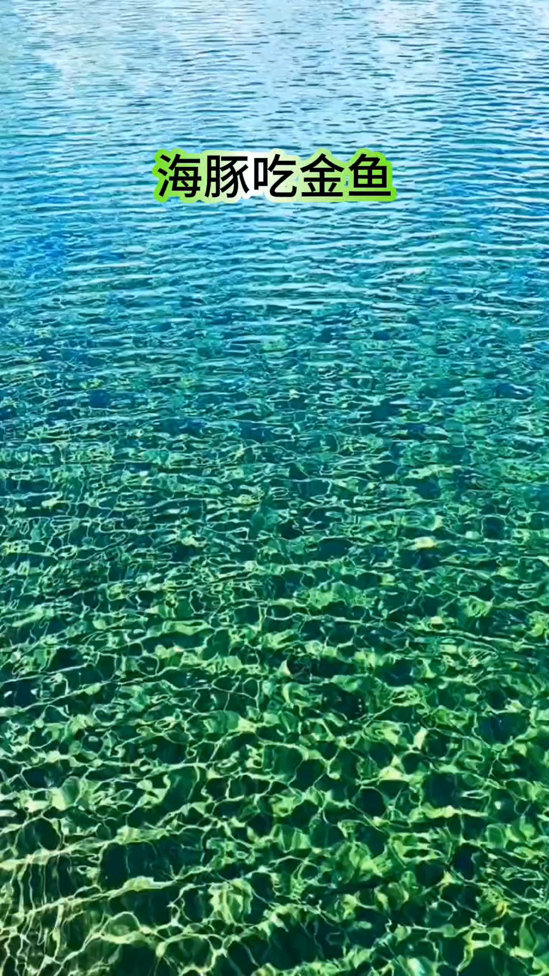 海豚吃金鱼这是假的吧