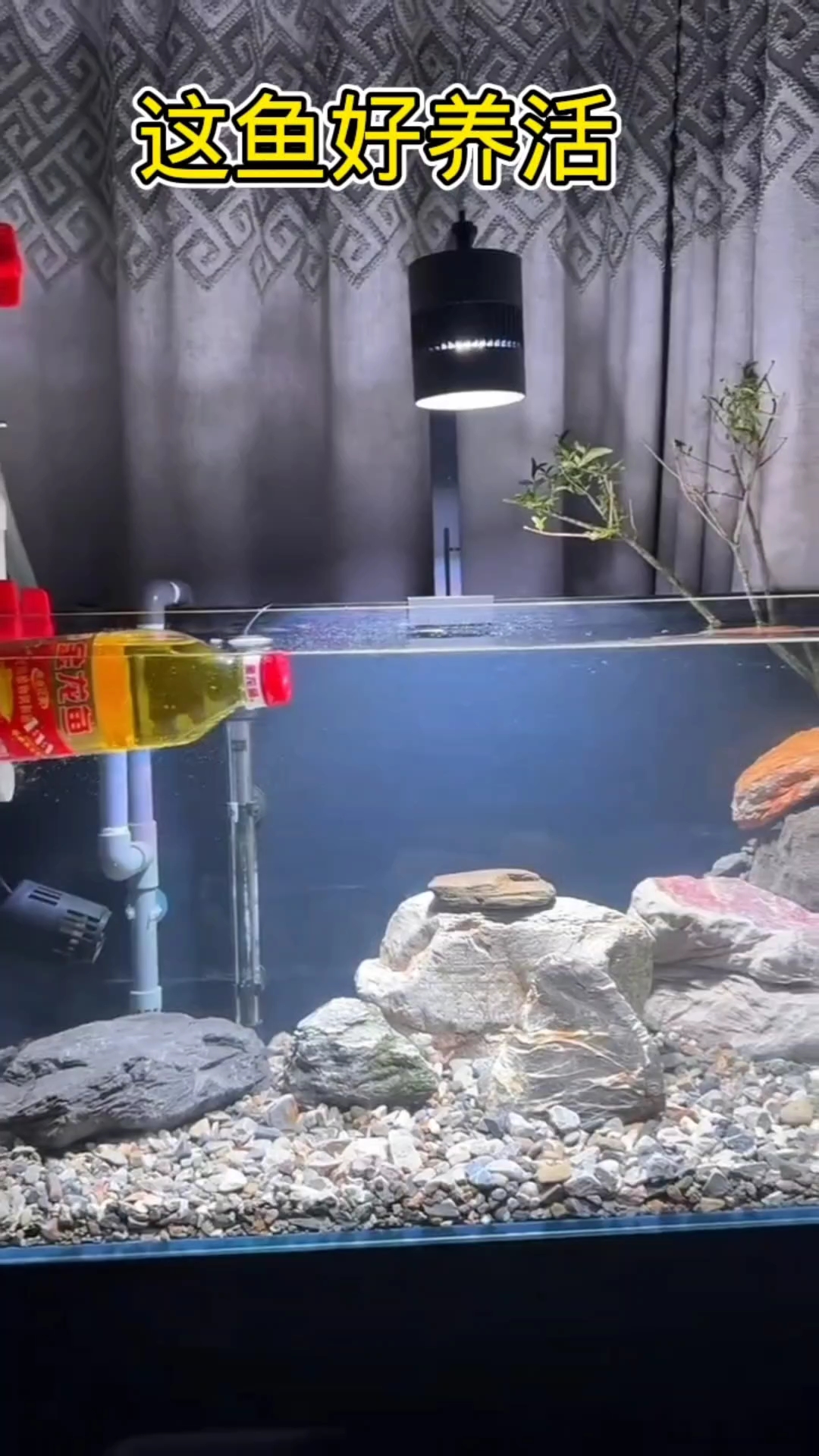 这鱼好养活,不用喂,也不用经常换水