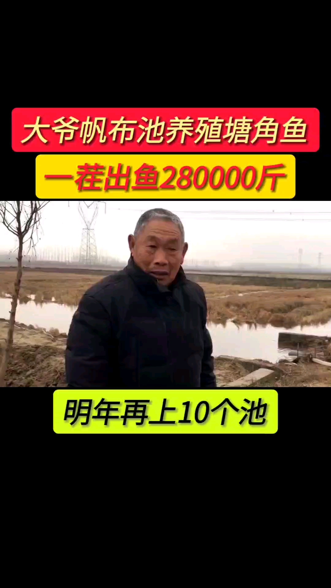 高密度帆布池养殖塘角鱼 王大爷一茬出鱼2800000斤