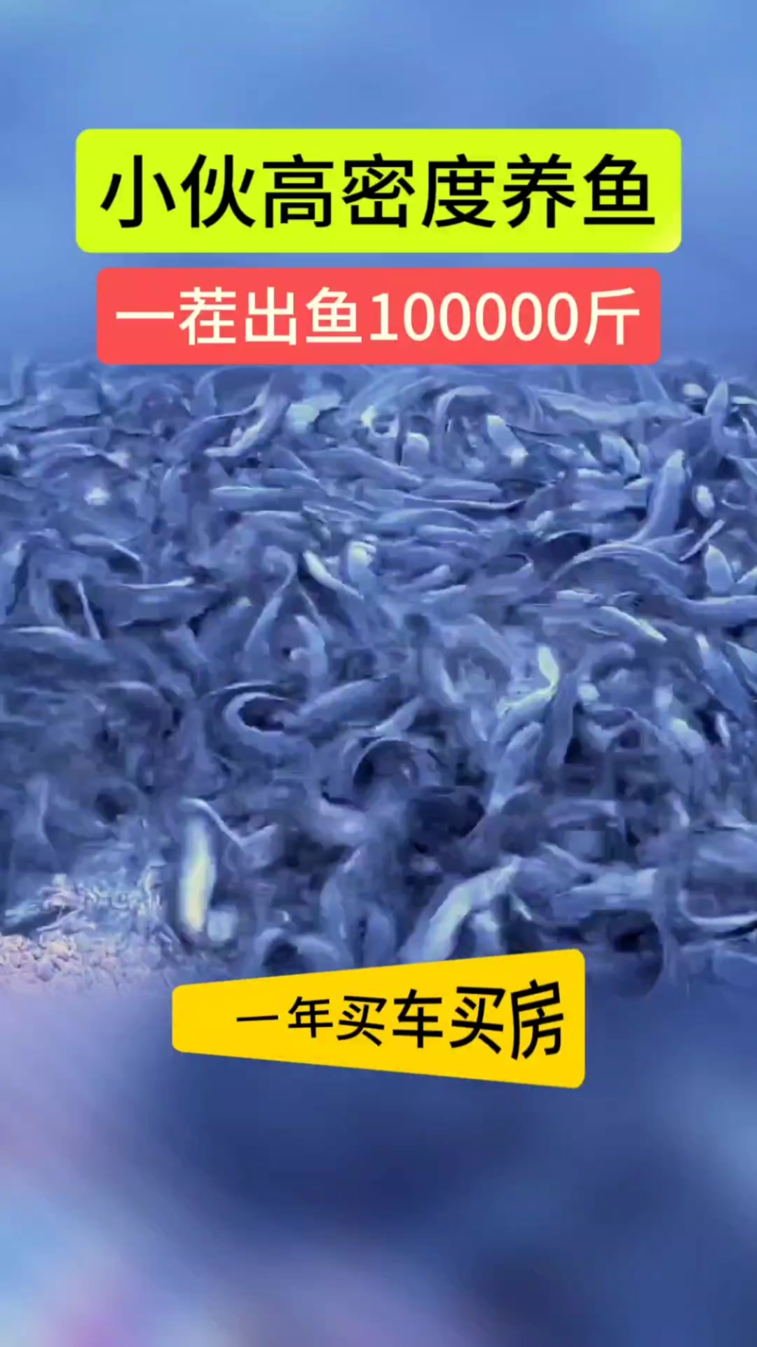 高密度养殖塘角鱼 小伙伴一茬出鱼啊100000斤