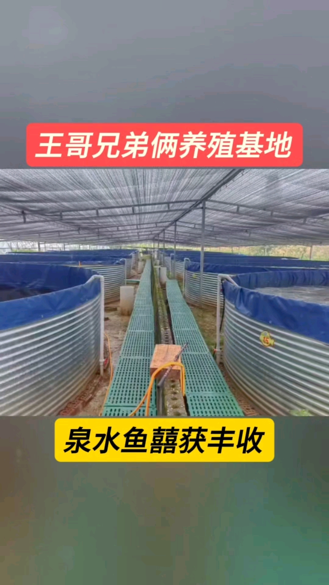 王哥兄弟俩养殖基地,泉水鱼喜获丰收