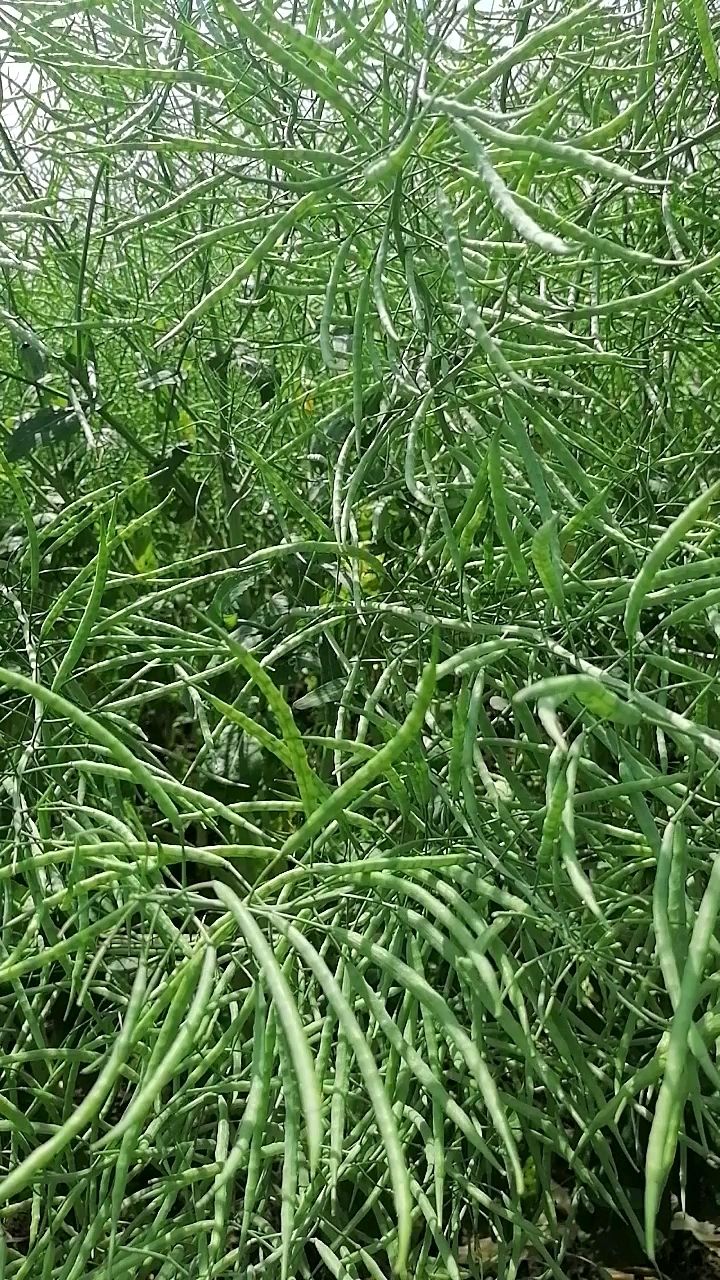 金灿灿的油菜花已落,一片绿油油的油菜籽又是一幅美景!
