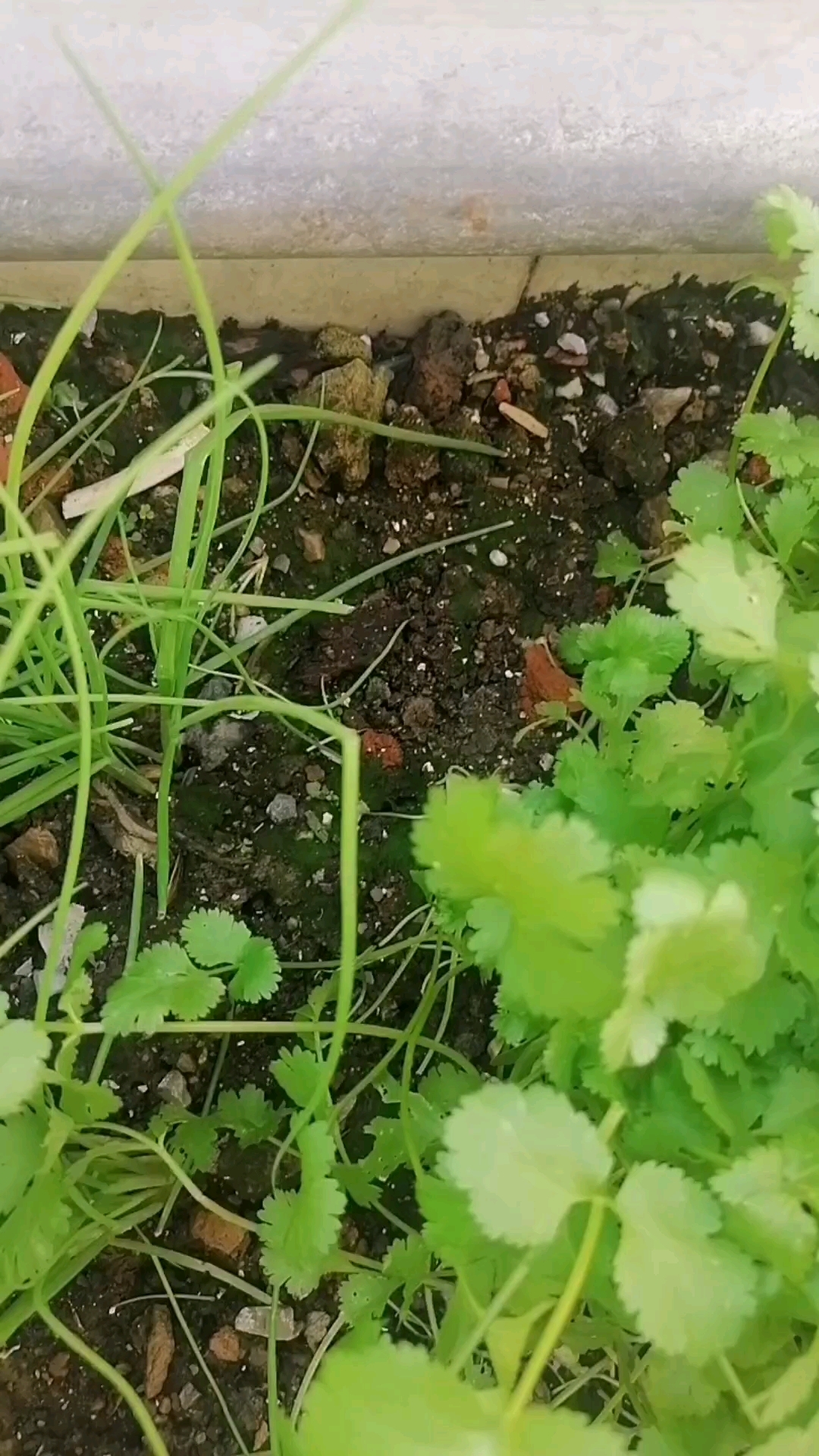 种植香菜的时候,种子一定要埋深一点,否则香菜苗容易倒伏
