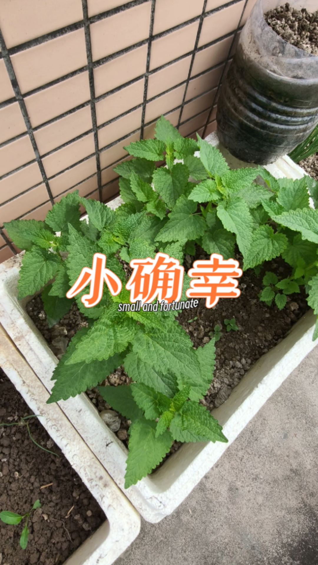 四川鱼香,学名川霍香,愛死了