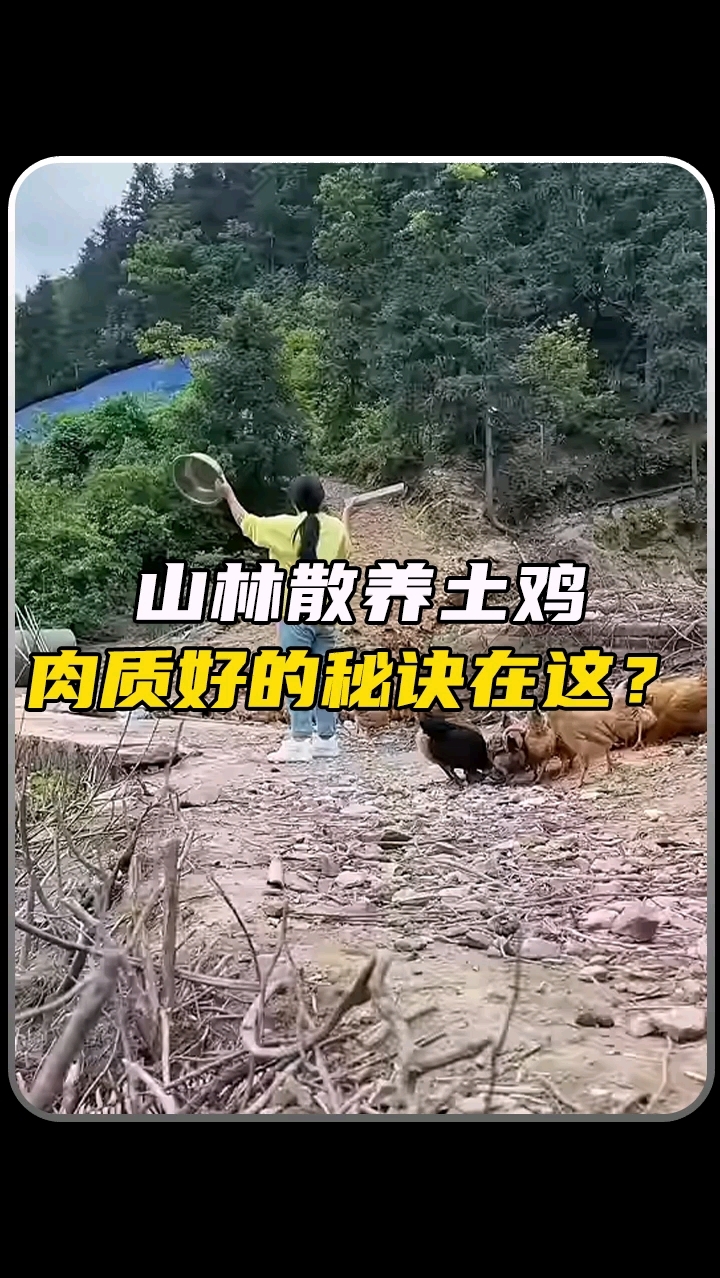 山林散养土鸡,肉质好的秘诀在这?