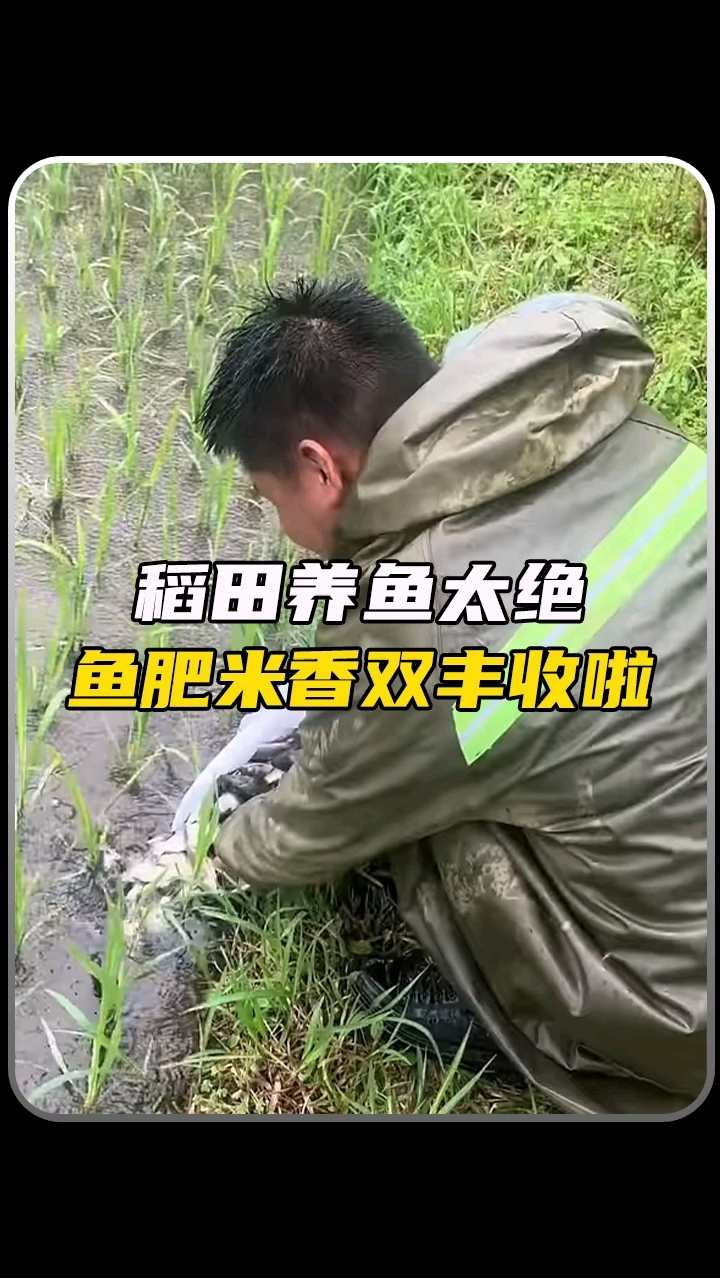 稻田养鱼太绝,鱼肥米香双丰收啦!