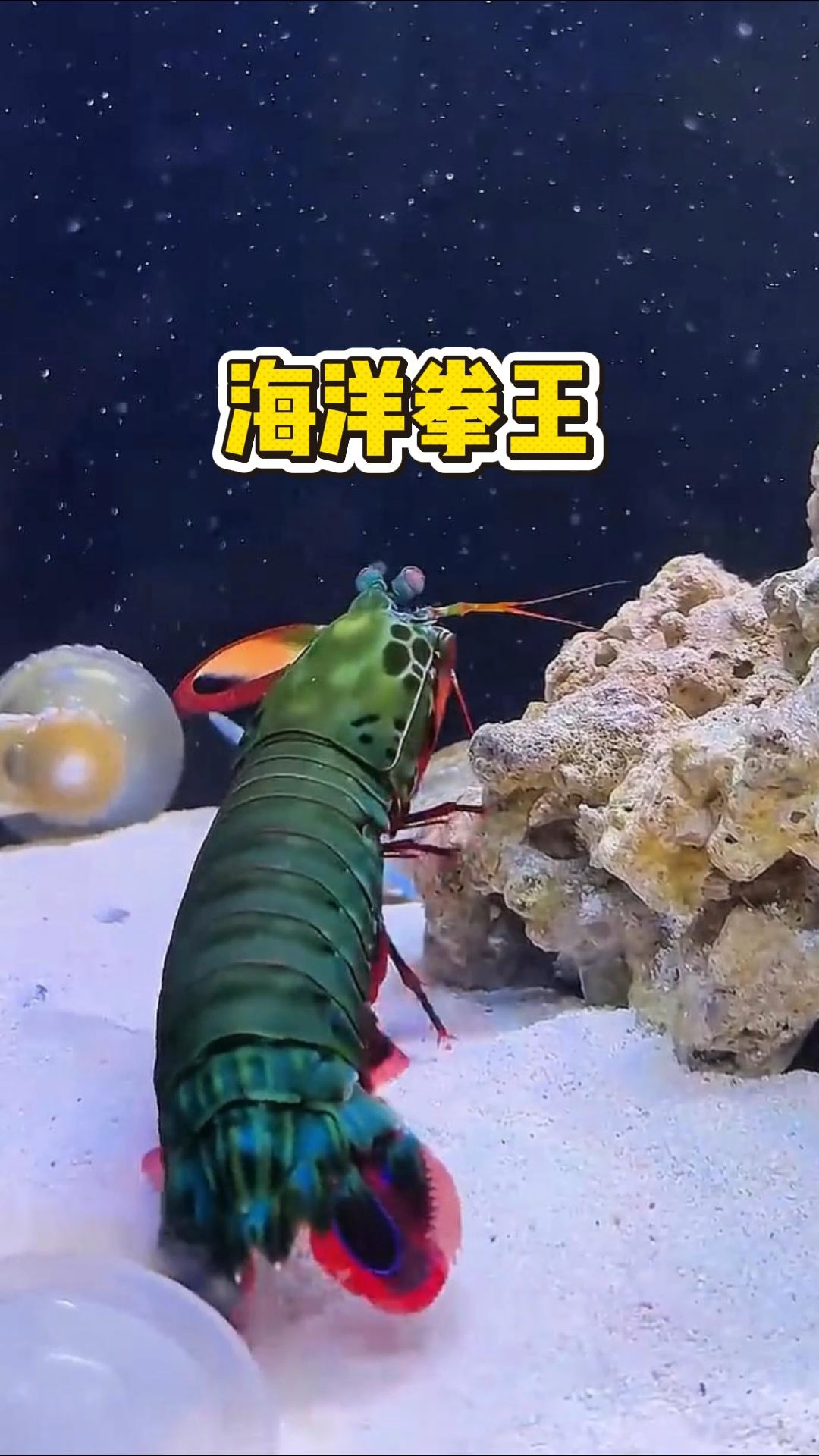 海洋拳王螳螂虾