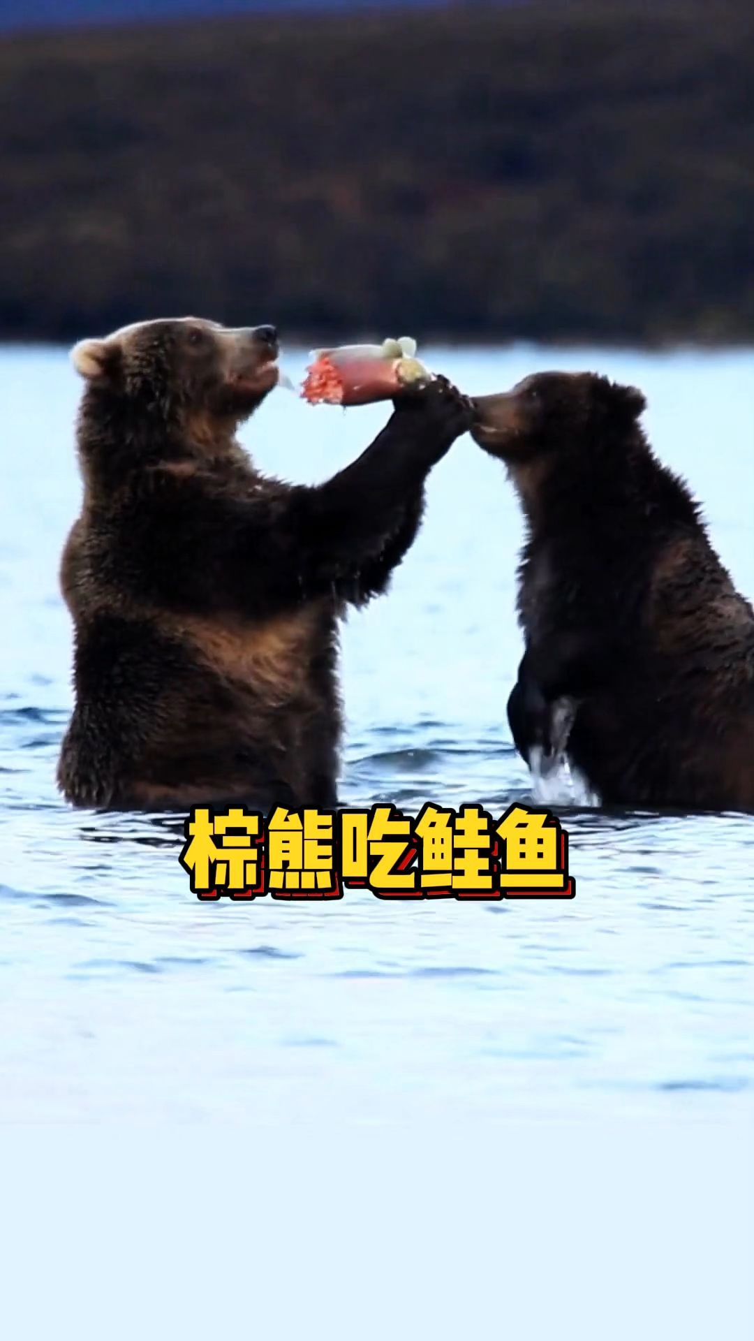 鲑鱼洄游,又到了棕熊享受鲑鱼盛宴时间了