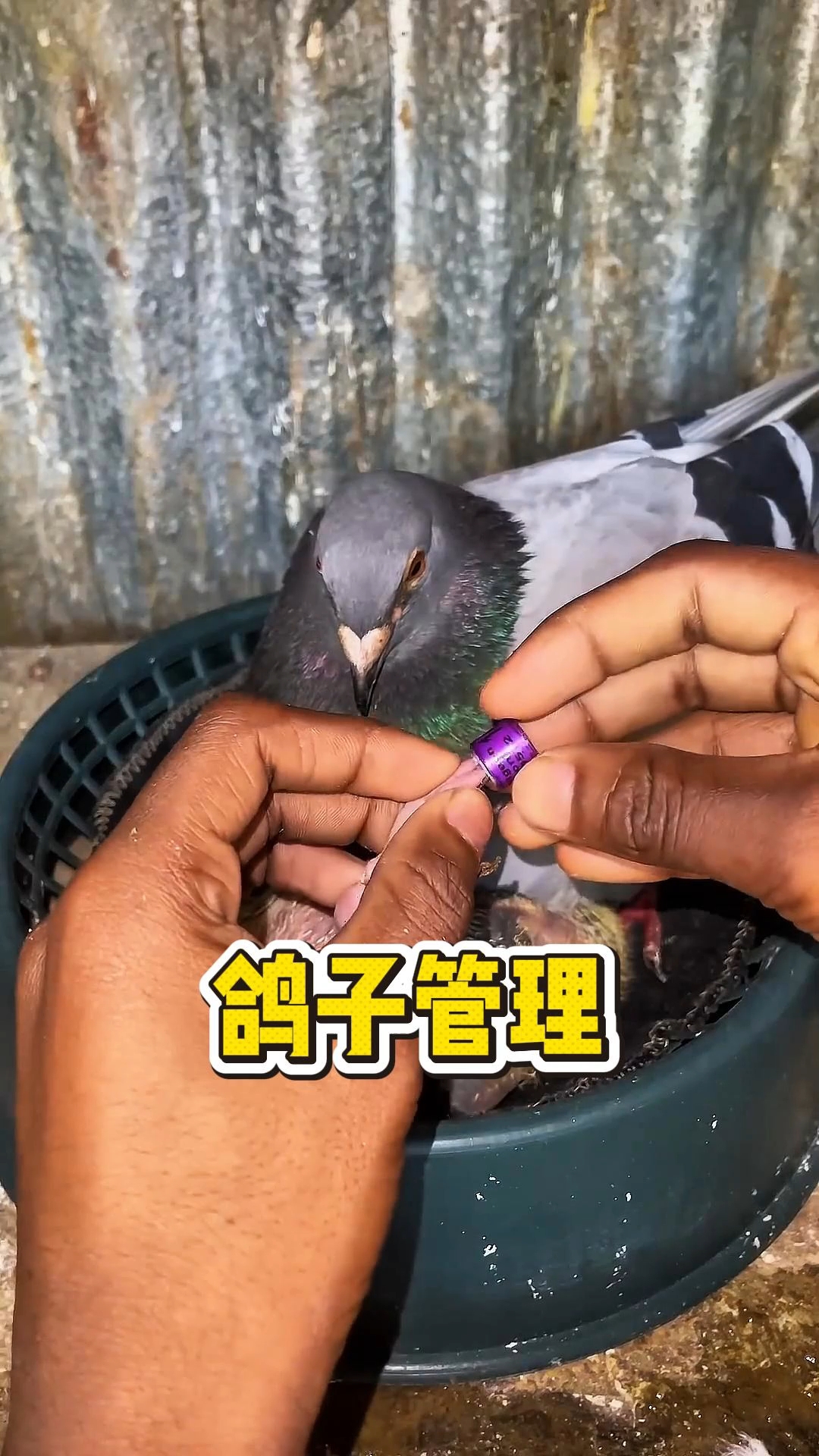 为鸽子套脚环,涂颜色