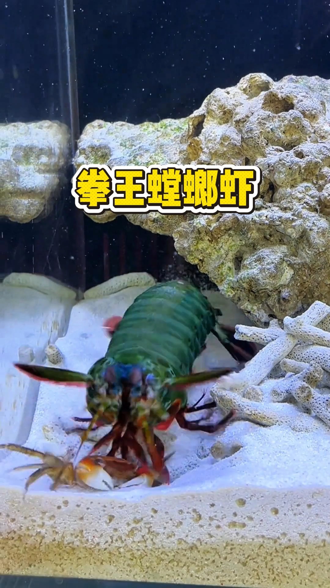 雀尾螳螂虾，海洋里的狠角色