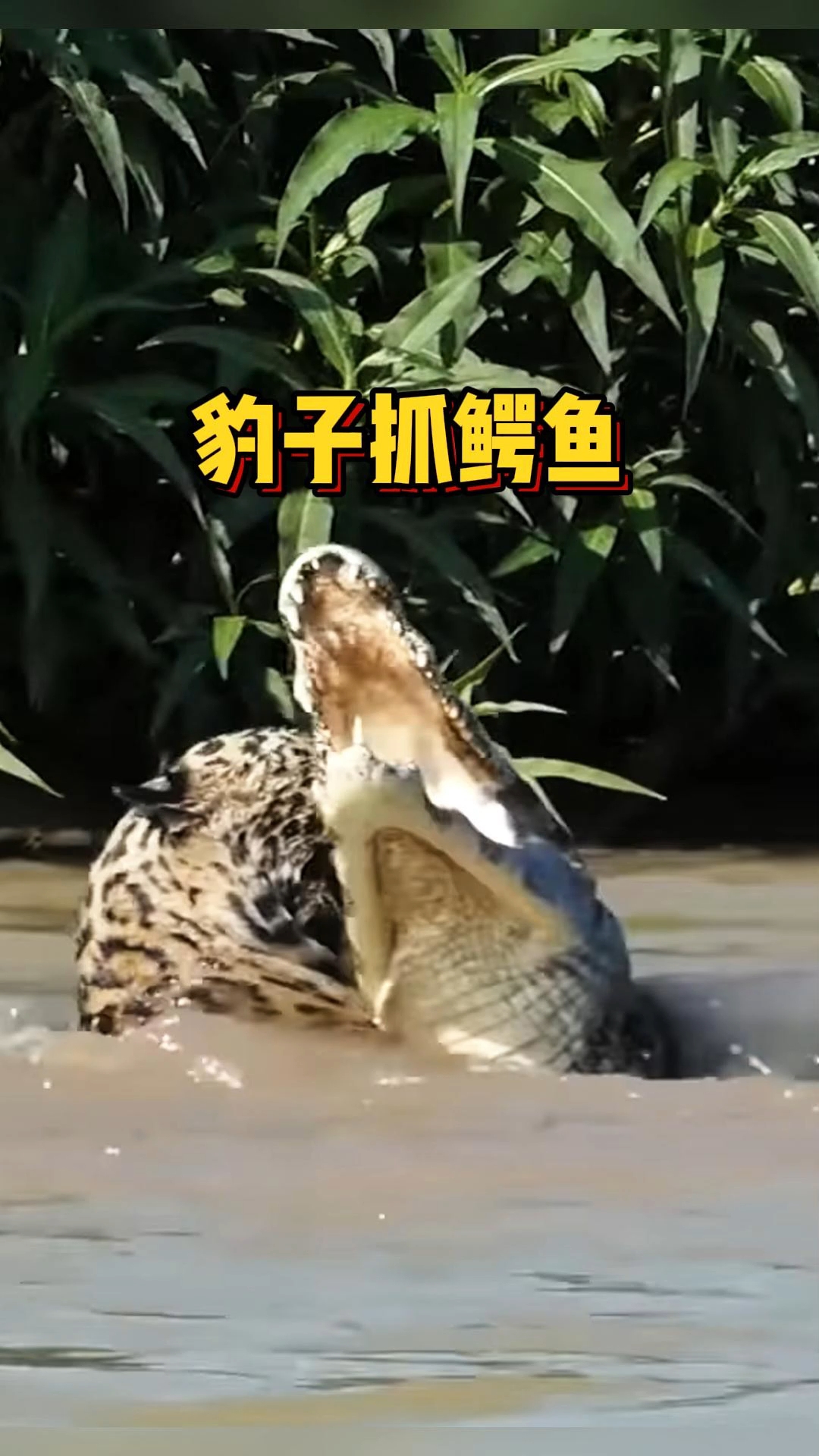 美洲豹实力强劲,是现存的第三大猫科动物