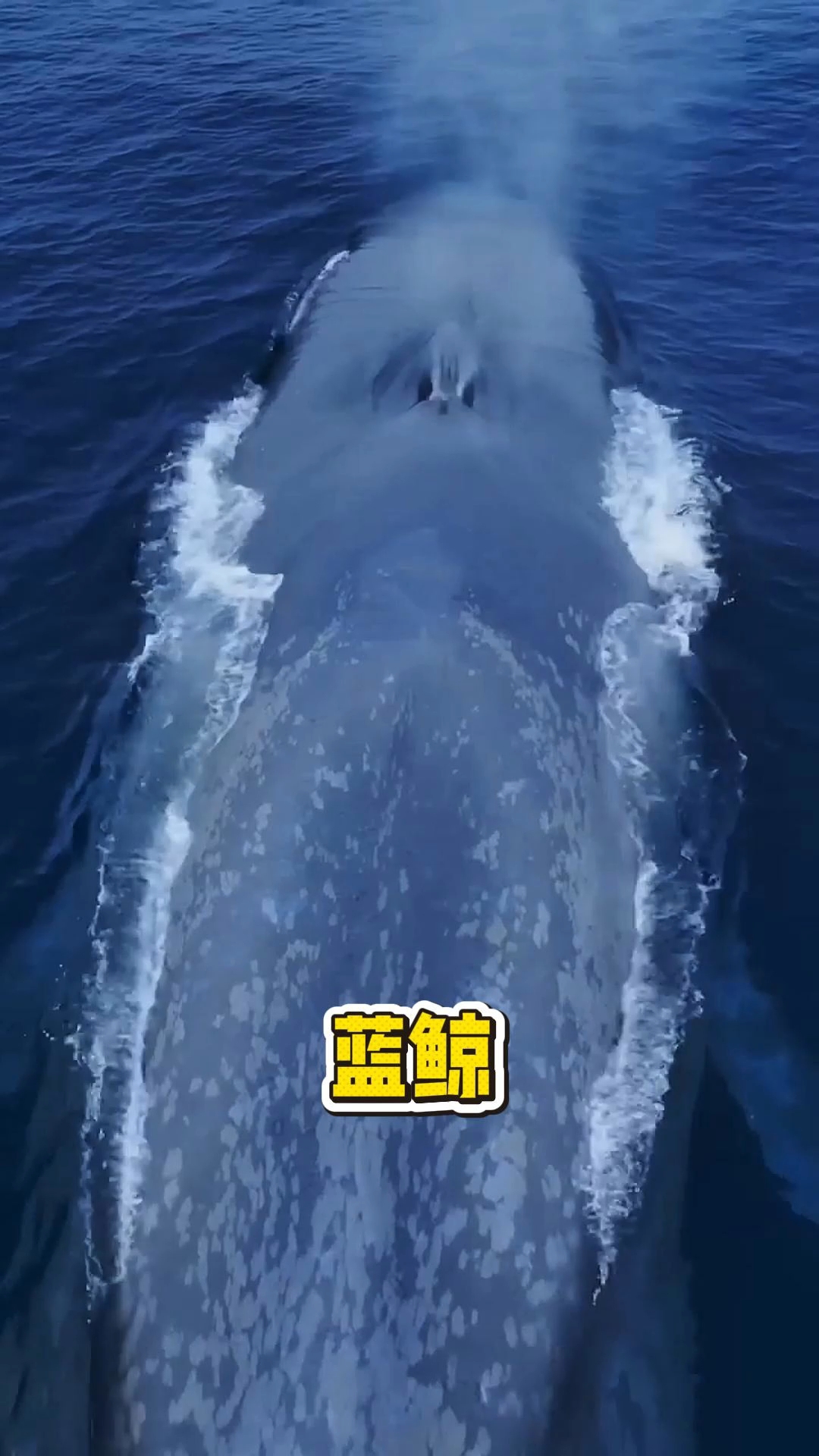 蓝鲸的身体结构处处彰显了进化的奇迹