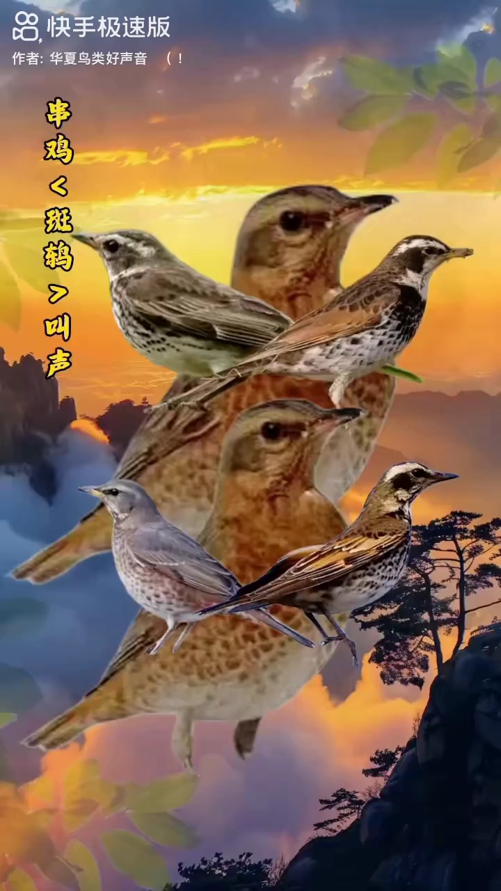 分享视频