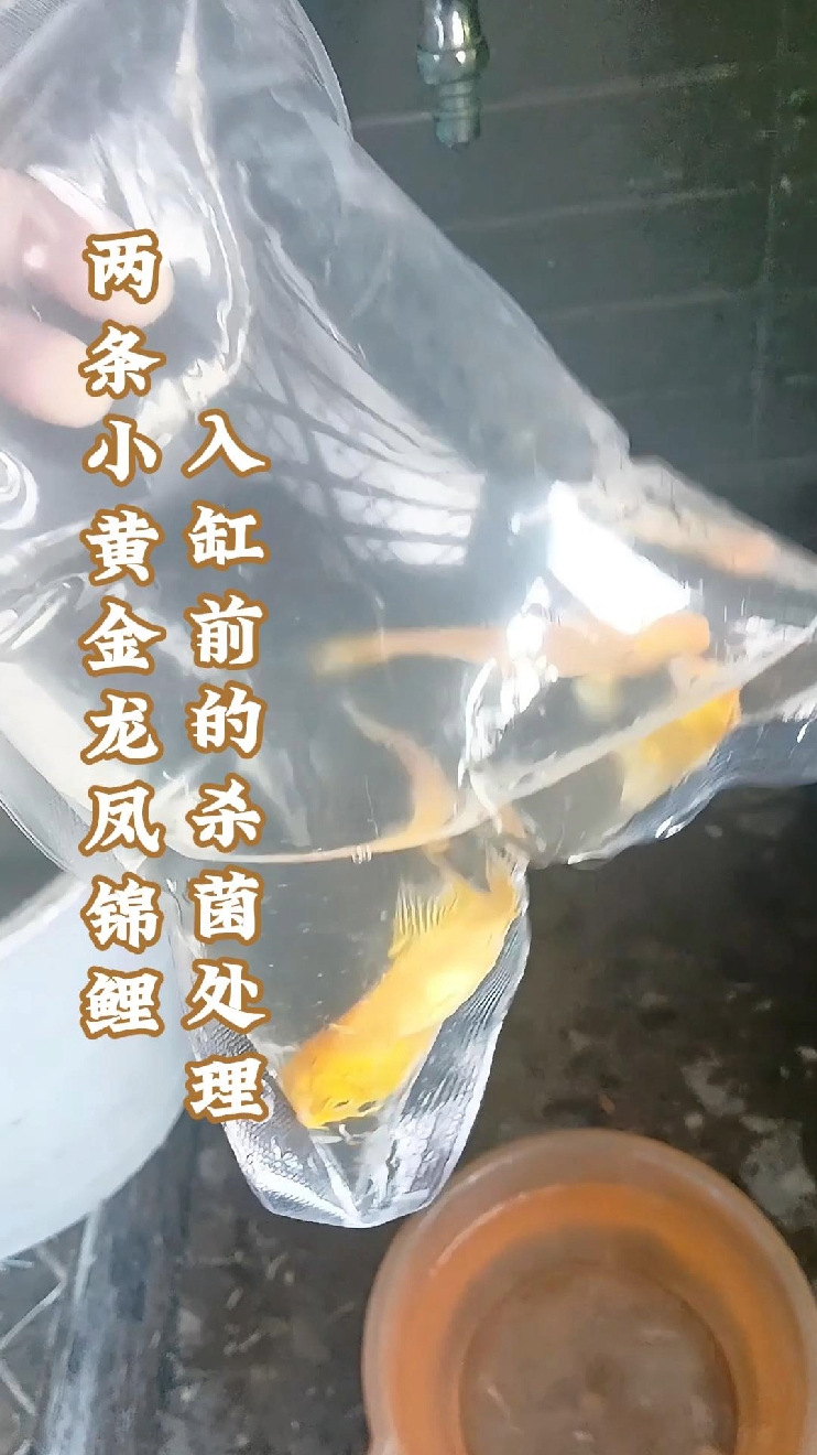 两条小黄金龙凤锦鲤入缸前的杀菌处理#黄金龙凤锦鲤 #龙凤锦鲤