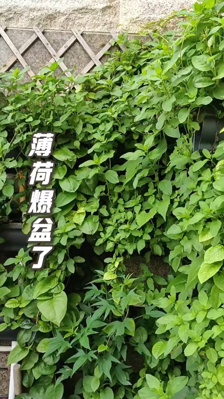 薄荷铺满墙#薄荷 #我的小菜园 #水培种植 #鱼菜共生