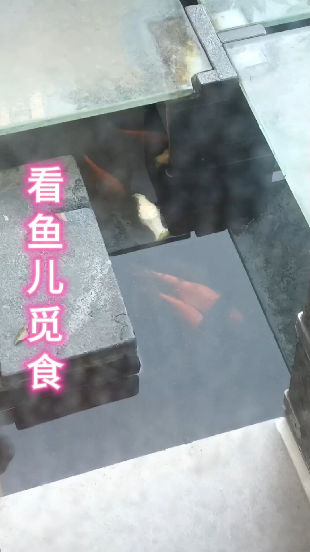 看鱼儿觅食#鱼鱼 #鱼菜共生 #养鱼日记 #养鱼养心 #城市