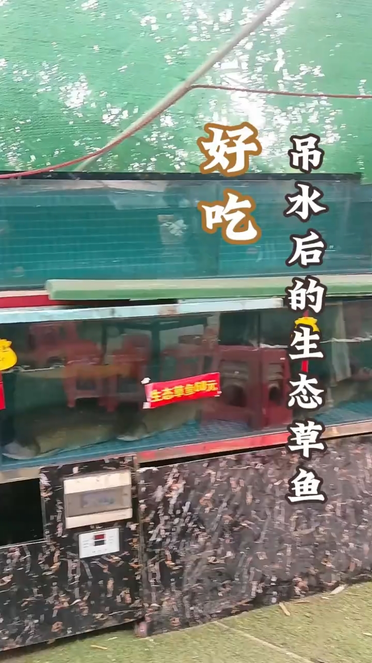 吊水后的生态草鱼,好吃 #吊水草鱼  #瘦身草鱼  #吃货食