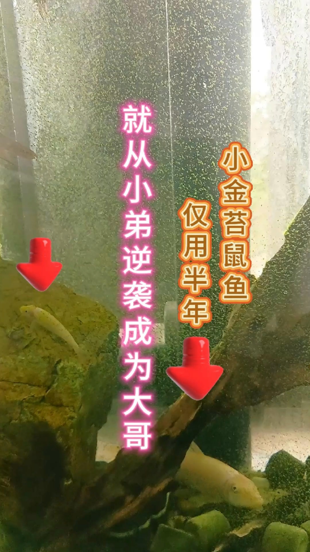 小金苔鼠鱼仅用半年就从小弟逆袭成为大哥 #金胎鼠鱼