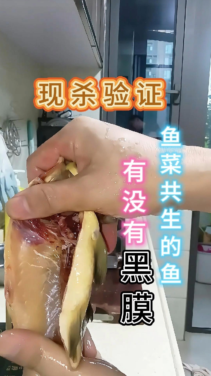 听说鱼菜共生养的鱼没有黑膜,可能吗?