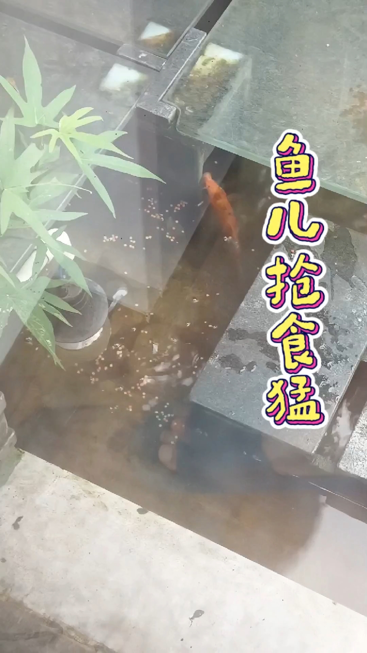 鱼儿吃食猛#养鱼日记 #养鱼人 #鱼菜共生 #养鱼
