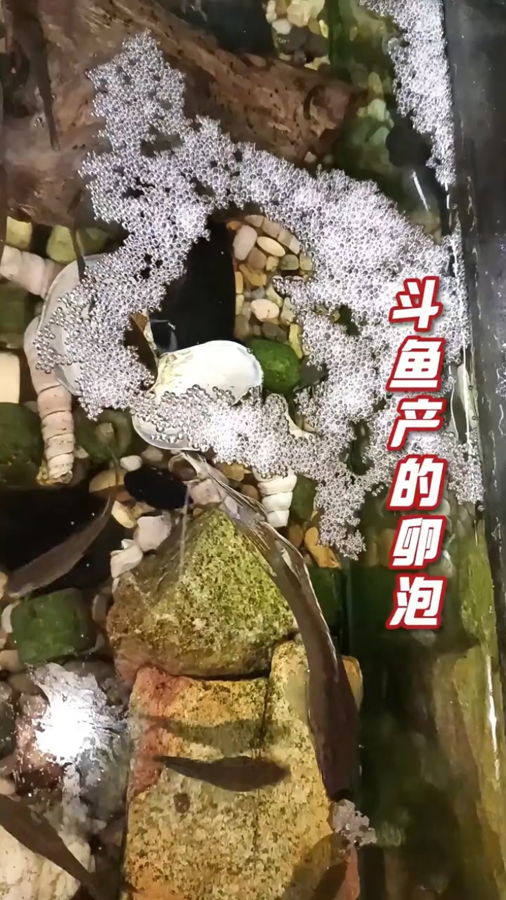 斗鱼产的卵泡#斗鱼产卵 #中国斗鱼 #鱼缸里的大自然 