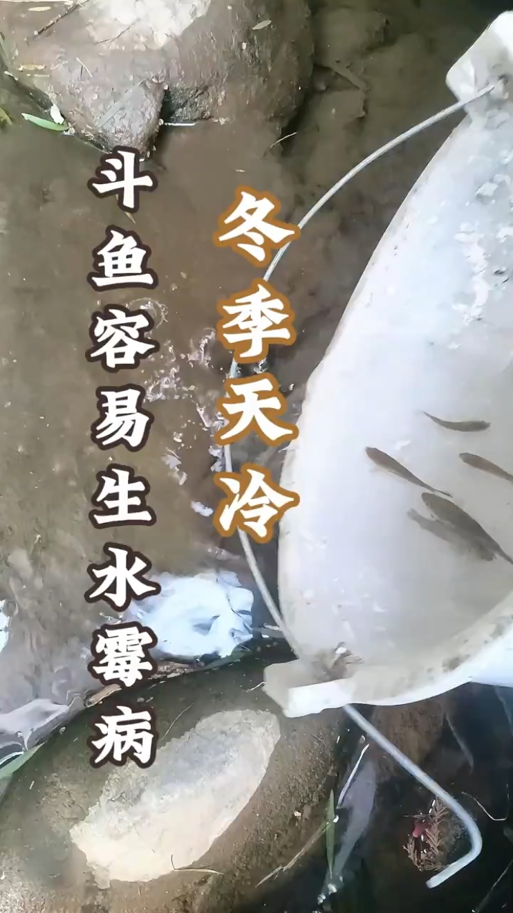 冬季天冷,斗鱼容易生水霉病 #冬季水霉  #中国斗鱼 
