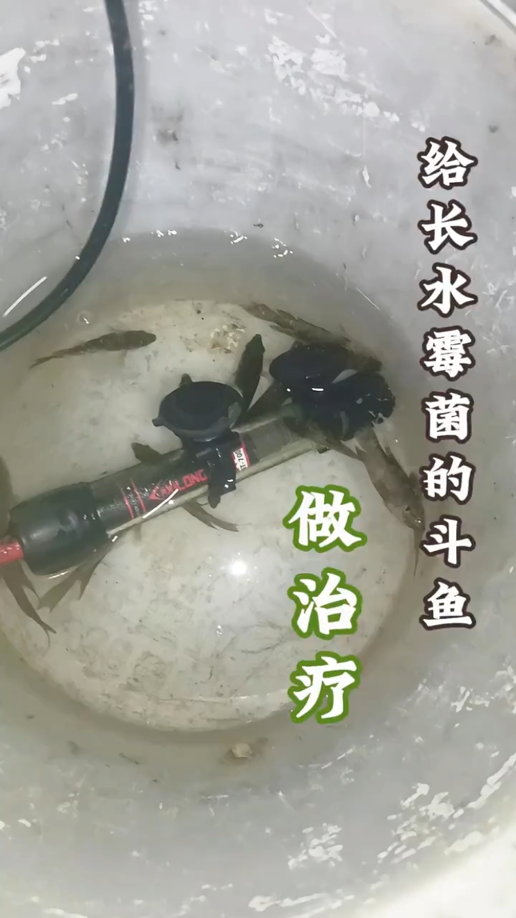 治疗长水霉菌的斗鱼  #鱼水霉病  #水霉病怎么治