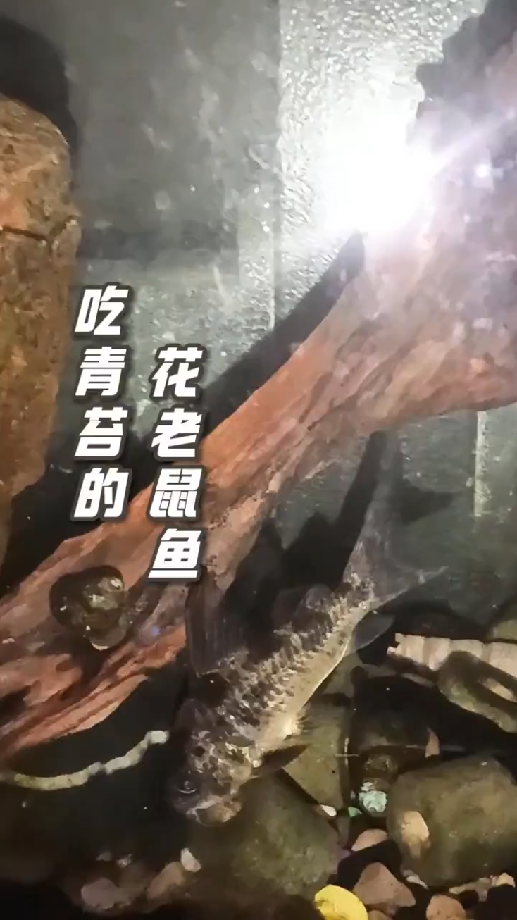 吃青苔的花老鼠鱼#清藻鱼 #老鼠鱼 #花鼠鱼 #吃青苔的鱼 