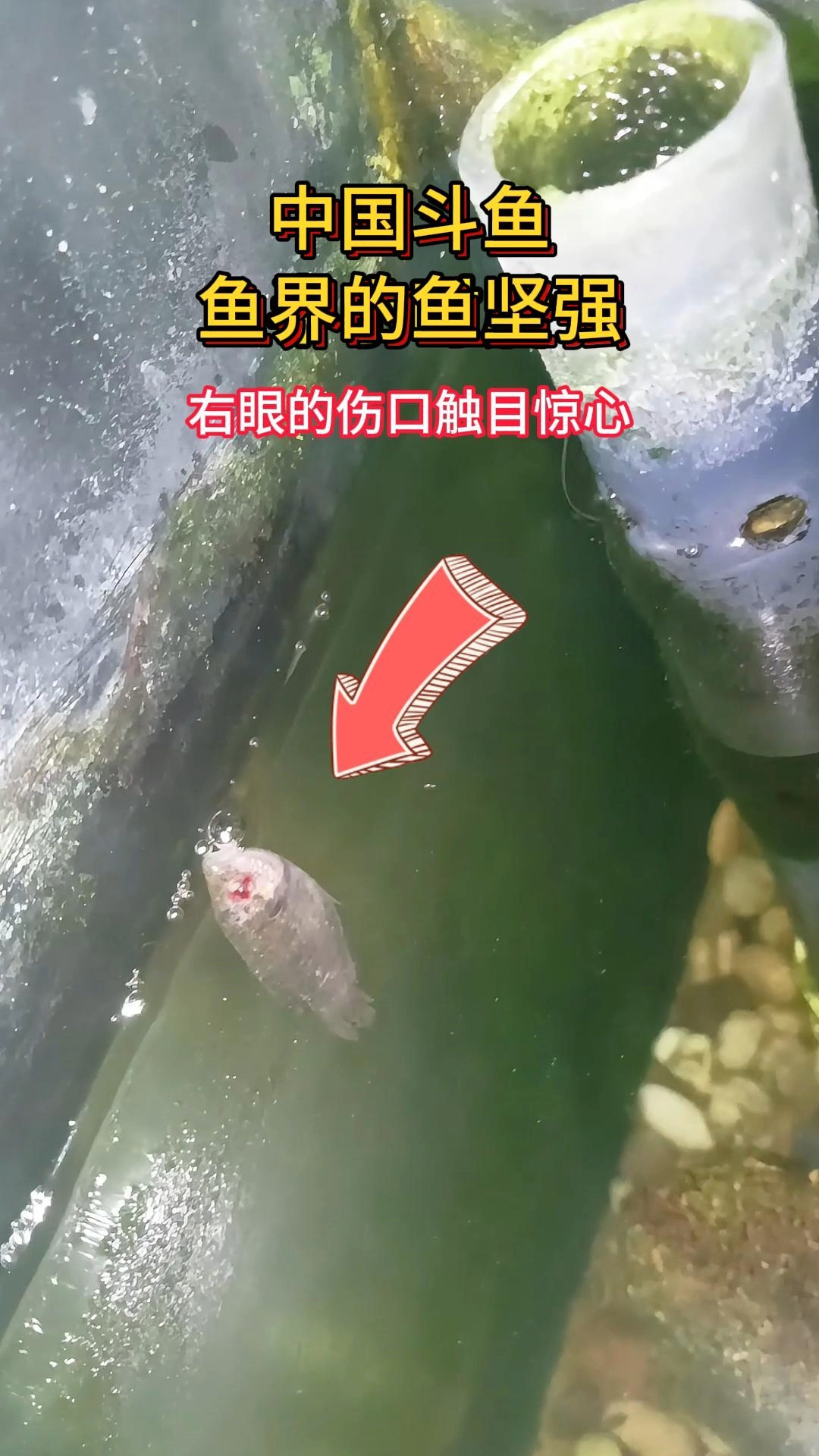 中国斗鱼:鱼界的鱼坚强#鱼坚强地活着#中国斗鱼#养鱼日记