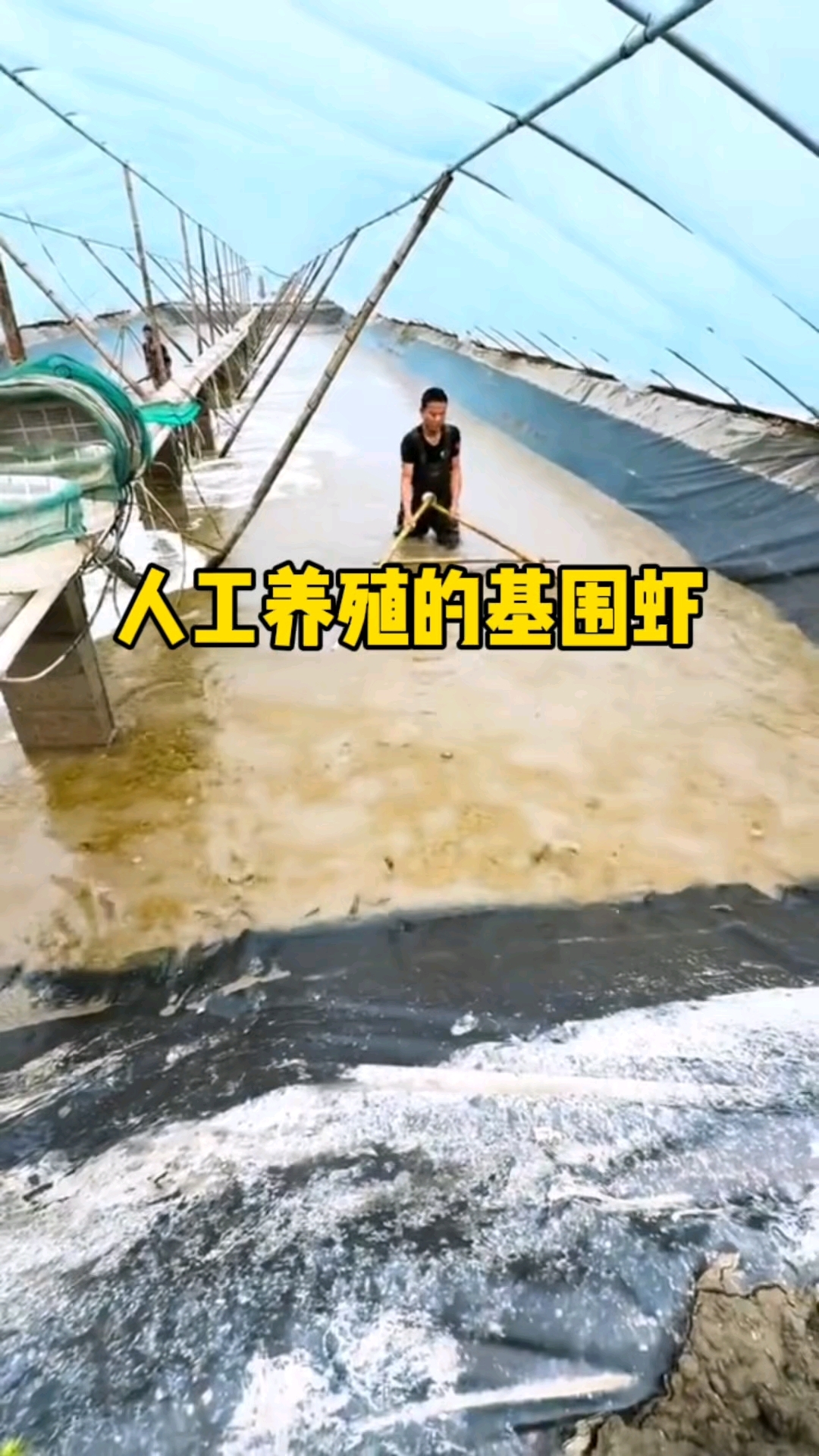 这就是养殖基围虾的现场