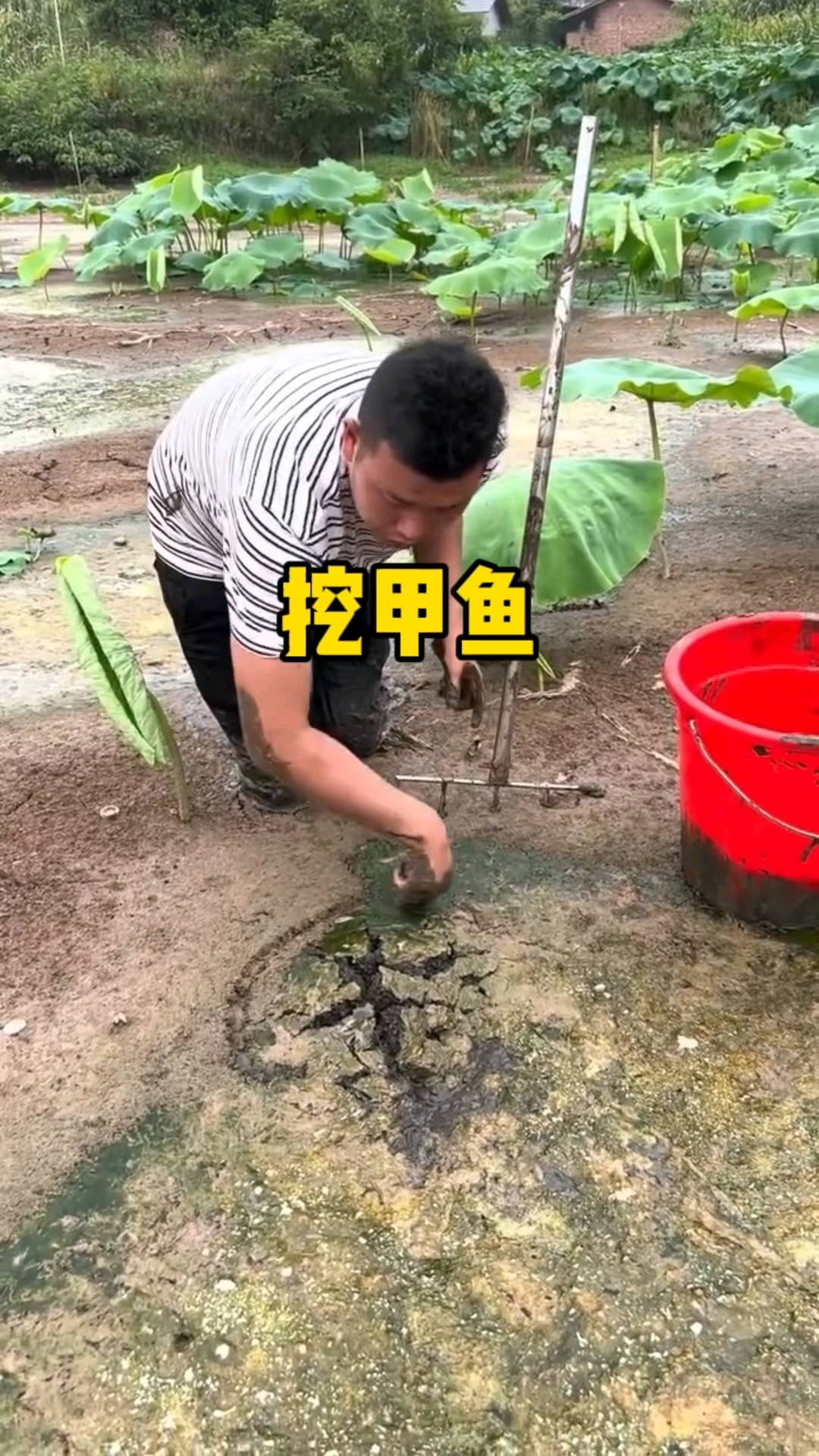 这样的野生甲鱼应该价格不菲吧