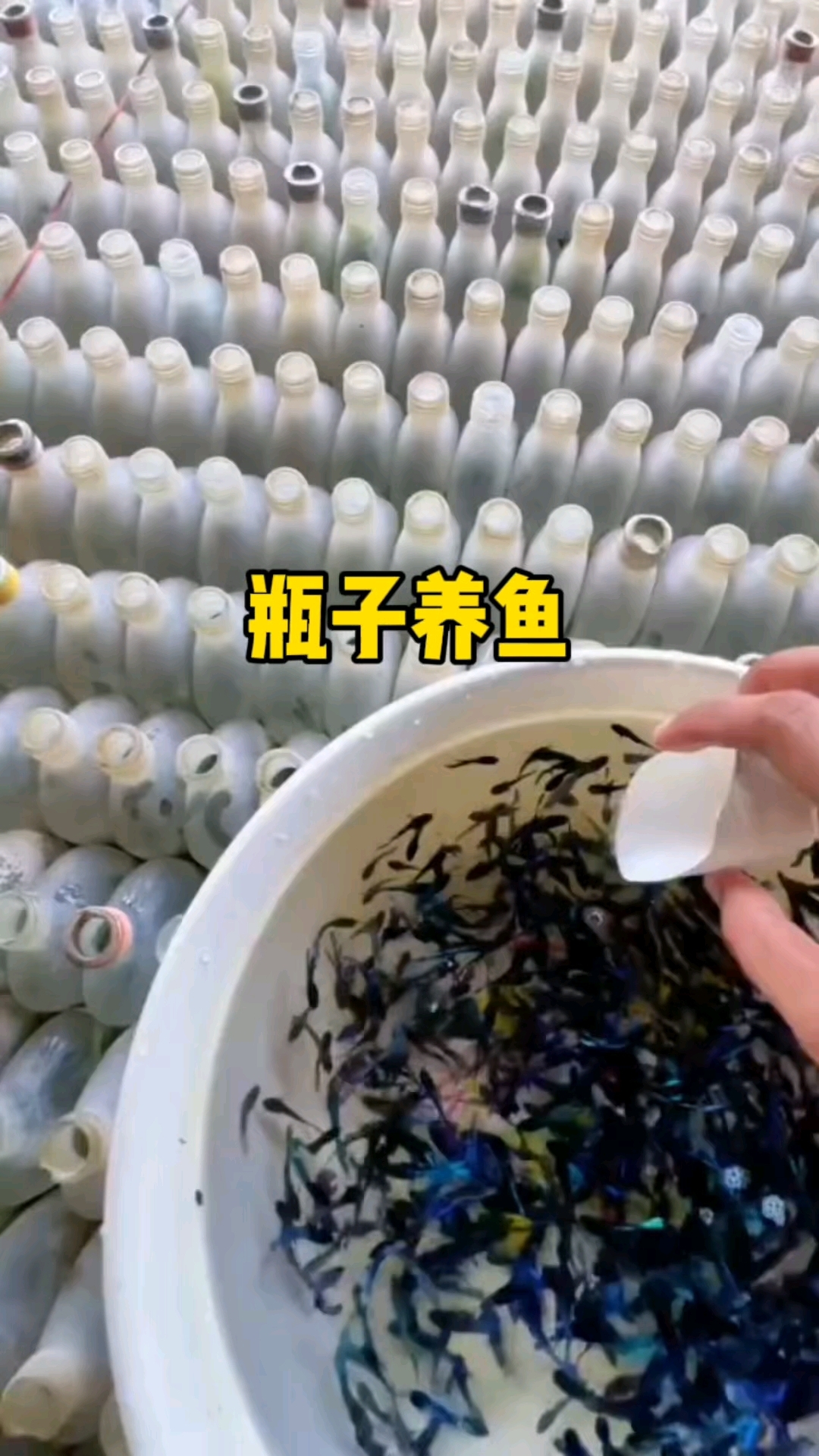 这就是一些观赏鱼养殖的现场