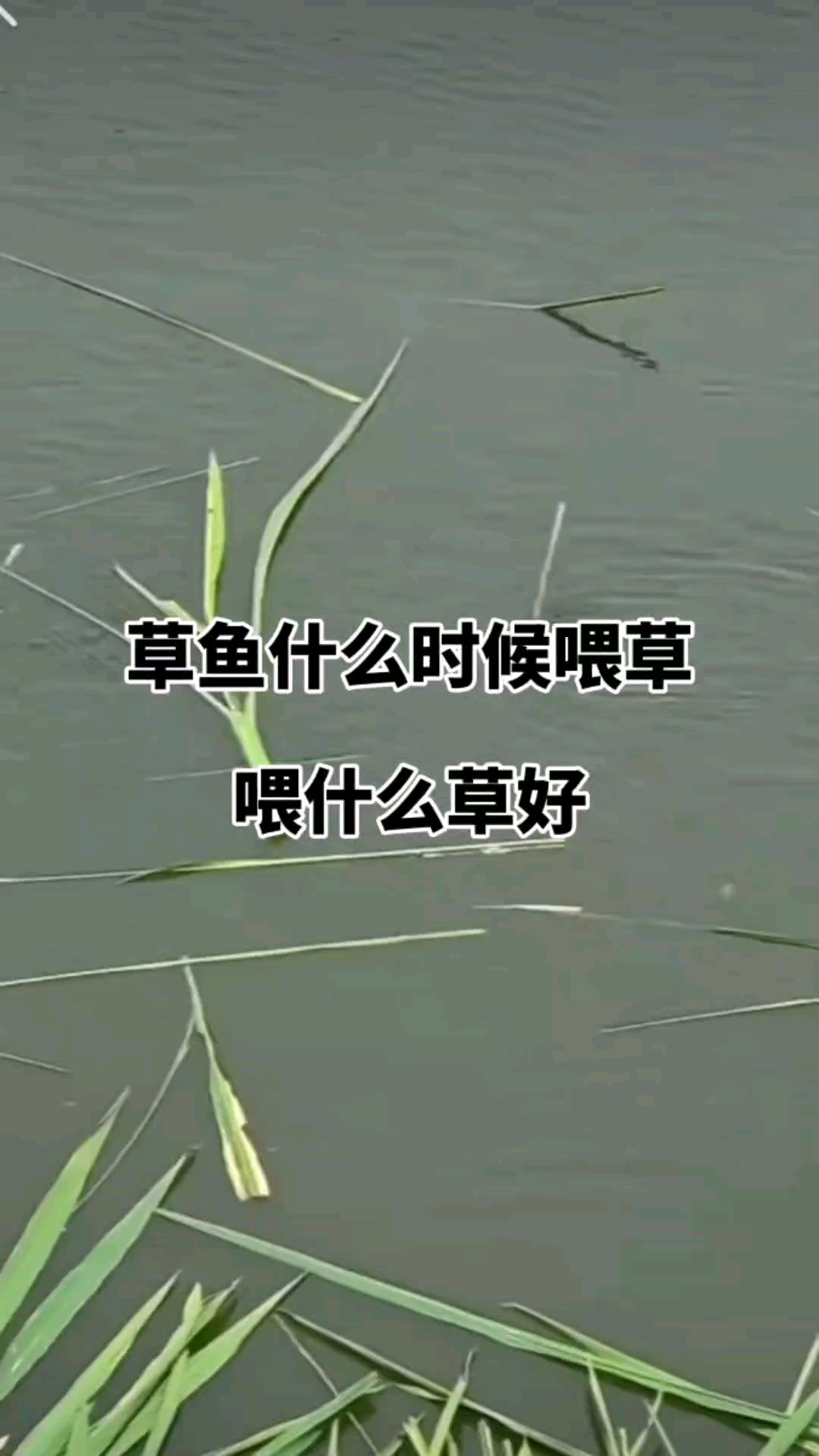 草鱼什么时候喂草,为什么草好