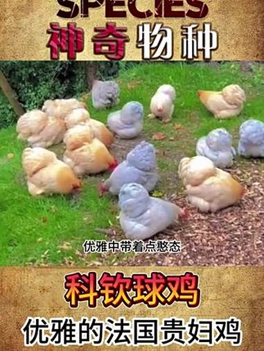 优雅的法国贵妇鸡——科钦球鸡 咱就是说,你觉得烤着吃好吃还是盐焗好吃?动物 有趣的动物 神